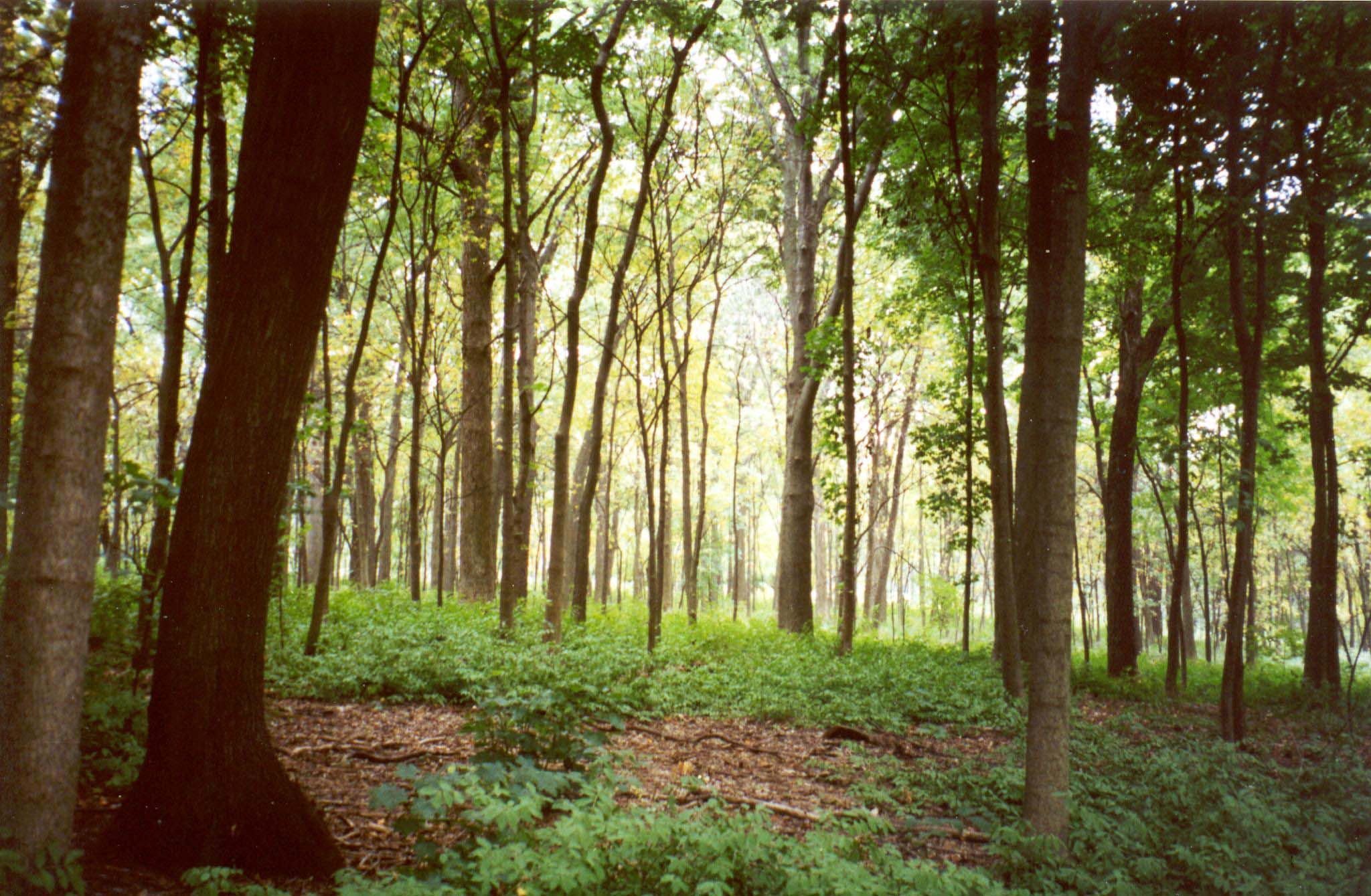 Woodland