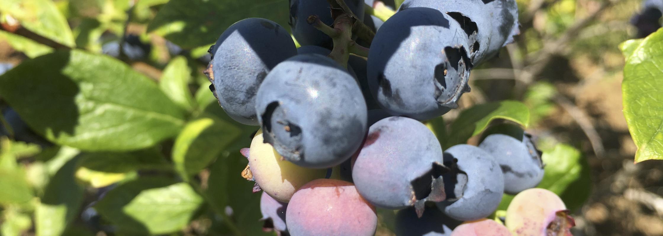 Blueberries
