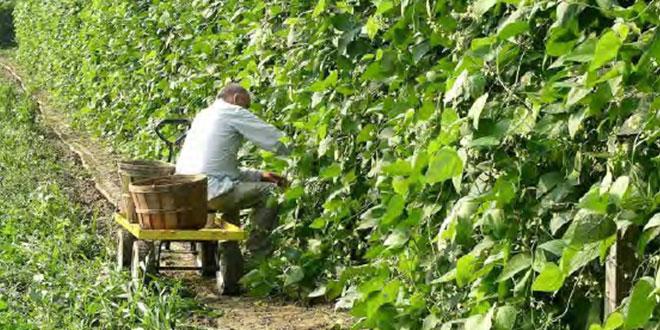 DSU Small Farms