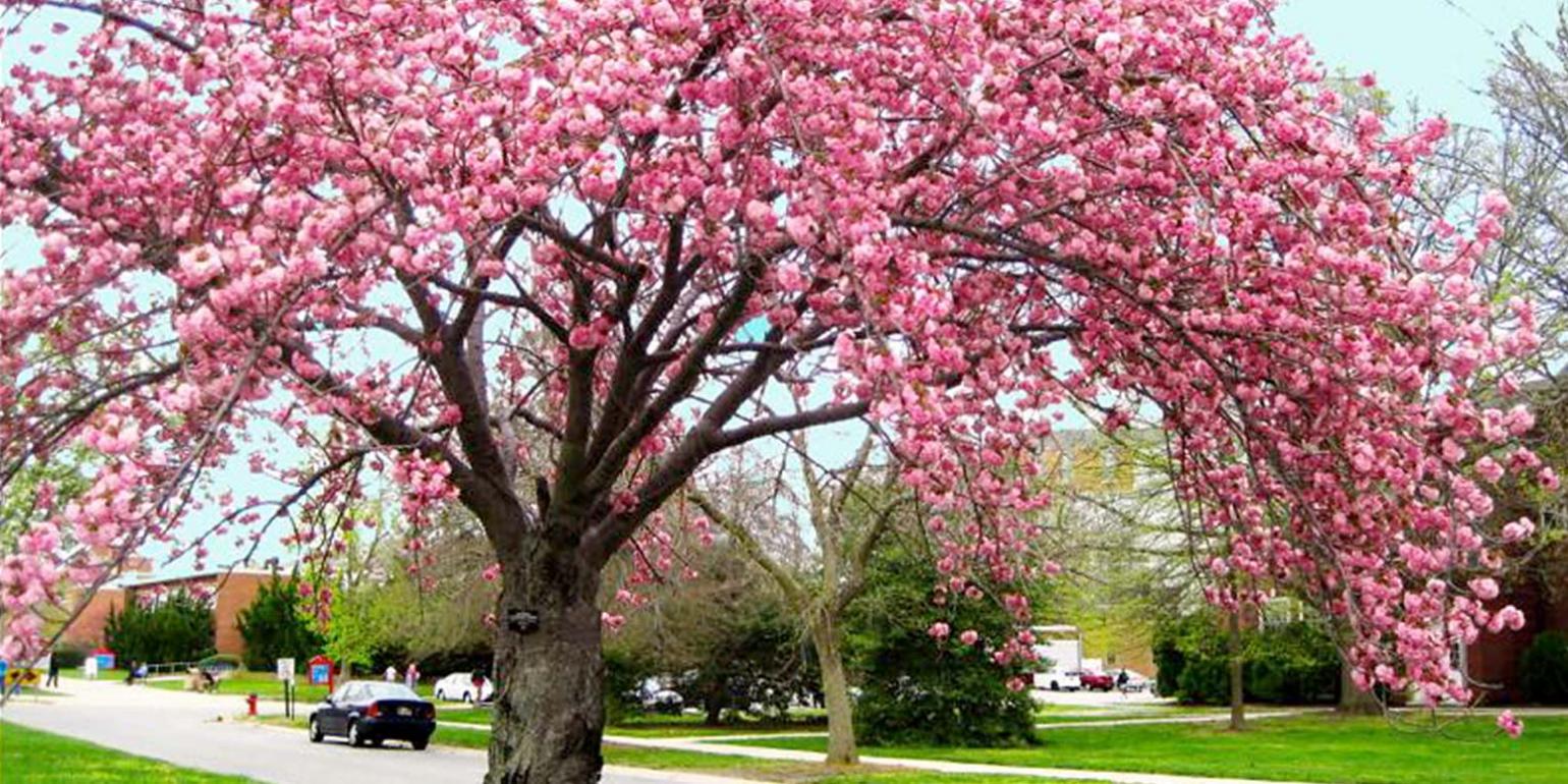 DSU Arboretum